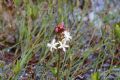 Menyanthes trifoliata